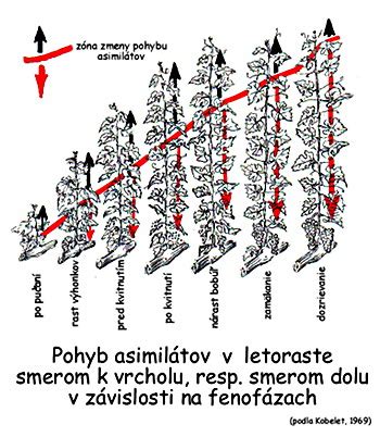 Schéma optimálneho pomeru listovej plochy a rozloženia strapcov na viničovom kre