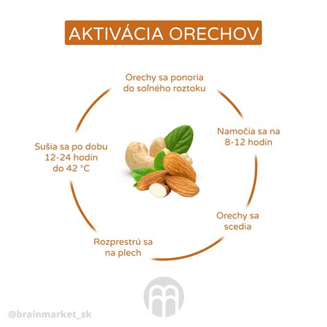 Detailná infografika postupu výsevu drobných semienok lobelky