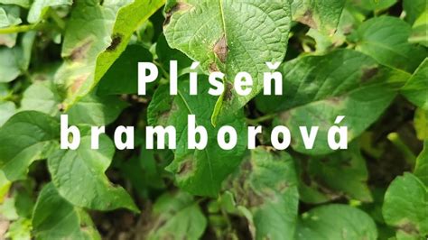 Tematické foto: Rozmanitosť okrasných vŕb (napr. previsnuté, stočené)