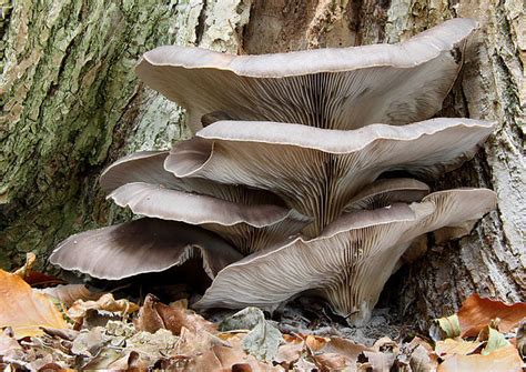 Detailná fotografia: hliva ustricovitá rastúca na kávovej usadenine v growkite