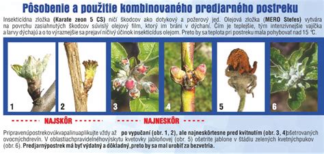 Fotografia ovocného stromu v štádiu 