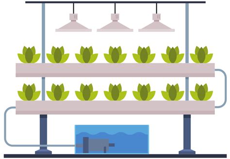 infografika: kroky hydroponického pestovania rastlín
