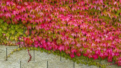 Pavinič pestovaný v modernej nádobe na terase