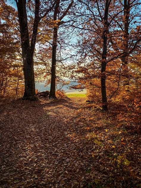 ilustrácia krásneho bukovo-jedľového lesa na Slovensku
