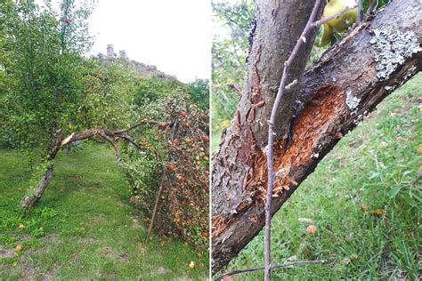 Fotografia kvitnúcich byliniek vysadených pod kmeňom jablone