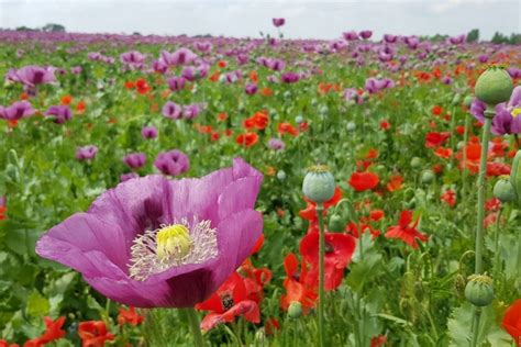 Obrázok zachytávajúci makové pole v plnom kvete.