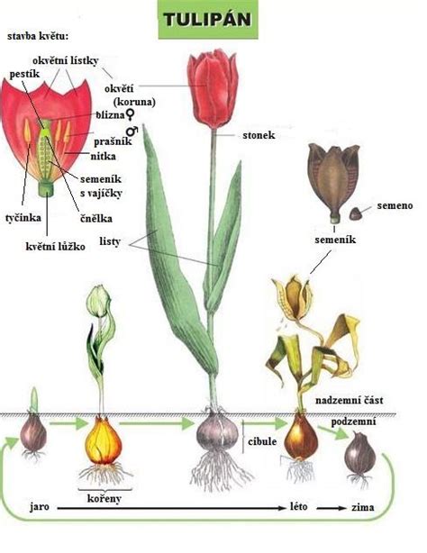 Detailný botanický nákres rastliny maku siateho s vyznačenými časťami.