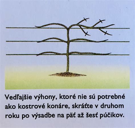 Schéma delenia trsov ľaliovky pri jesennej alebo jarnej výsadbe