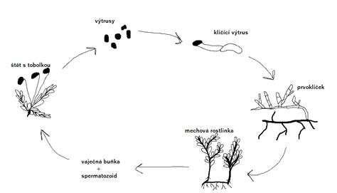 Schéma rozmnožovania orchideí delením a tvorbou keikov