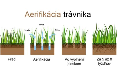 schéma rozdielu medzi vertikutáciou (odstránenie plsti) a aerifikáciou (perforácia pôdy)