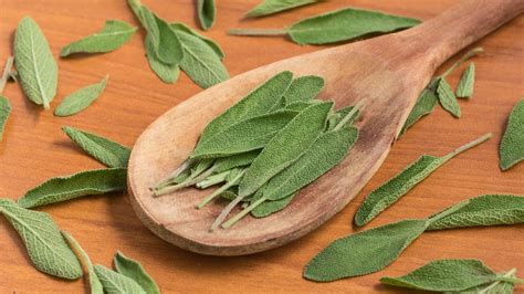 Ilustrácia znázorňujúca liečivé účinky šalvie