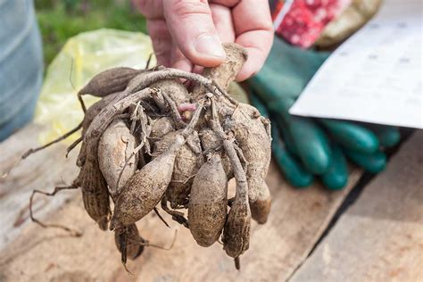 Detail hľuzy gladioly pripravenej na výsadbu s viditeľným púčikom