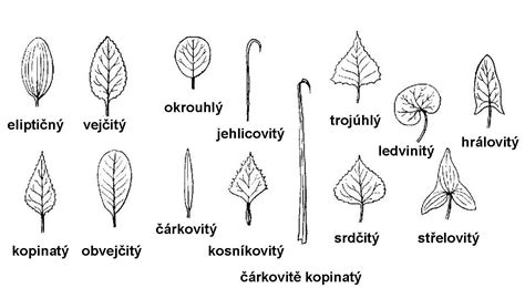 Schematické znázornenie dvoch typov listov brečtanu popínavého: dlaňovito laločnaté listy na neplodných konároch a celistvé listy na plodných konároch.
