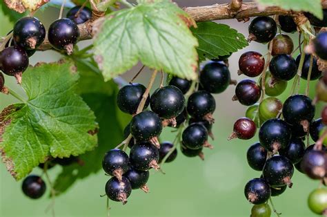 Detailný záber na zdravý krík čiernych ríbezlí obsypaný dozrievajúcimi plodmi s dôrazom na sýtozelené listy