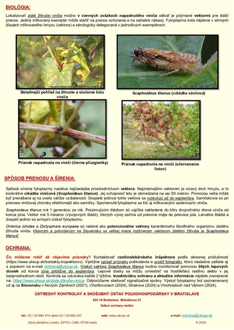 Detailná fotografia listu oleandra s príznakmi napadnutia škodcami alebo chorobou