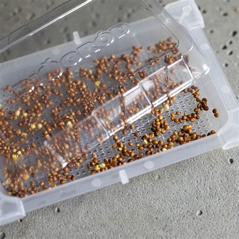 detail nádoby na klíčenie s odtekajúcou vodou