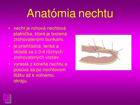 infografika znázorňujúca anatómiu nechtu: nechtová platnička, lôžko, kutikula a lunula