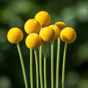 Ilustračná fotografia kraspédie s typickými žltými guľovitými kvetmi