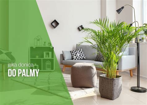 Schéma presádzania izbovej palmy do nového črepníka