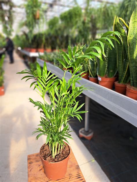 Fotografia kvitnúcej horskej palmy Chamaedorea elegans