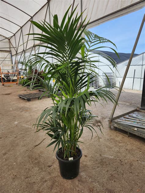 Ilustrácia palmy Kentia (Howea forsteriana)