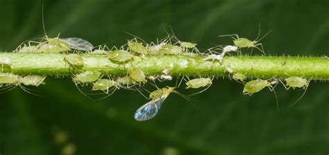 Typickí škodcovia izbových paliem (vošky, roztoče)