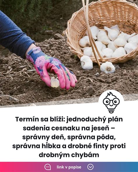 Infografika správneho sadenia strúčika cesnaku s vyznačenou orientáciou