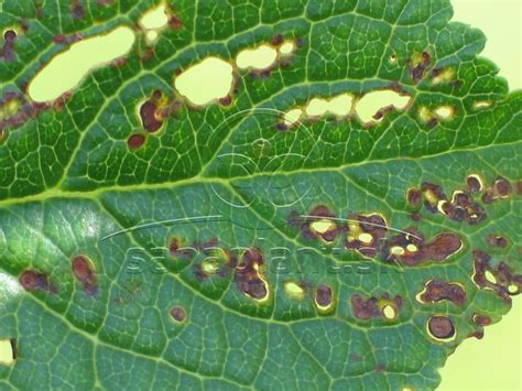 Ilustrácia rôznych typov skrútených listov jazmínu s označením možných príčin (teplo, škodcovia, choroby)