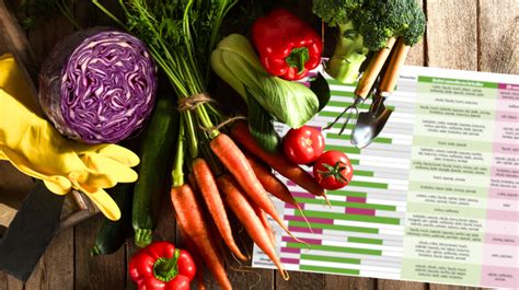 Ilustrácia rôznych druhov zeleniny s vyznačeným ideálnym časom zberu (napr. uhorka v dĺžke 10-15 cm, paradajka plne sfarbená).