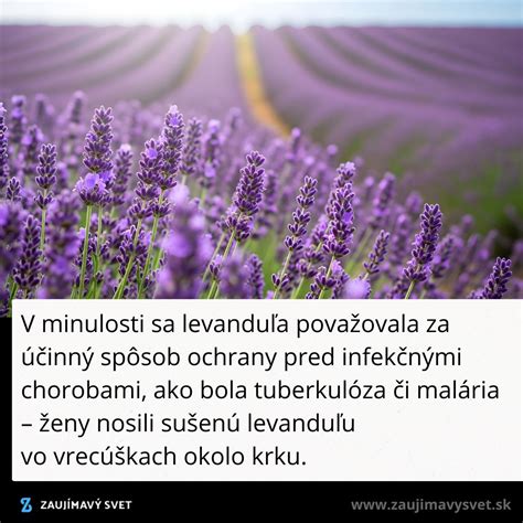 Tematické foto levanduľového poľa v plnom kvete