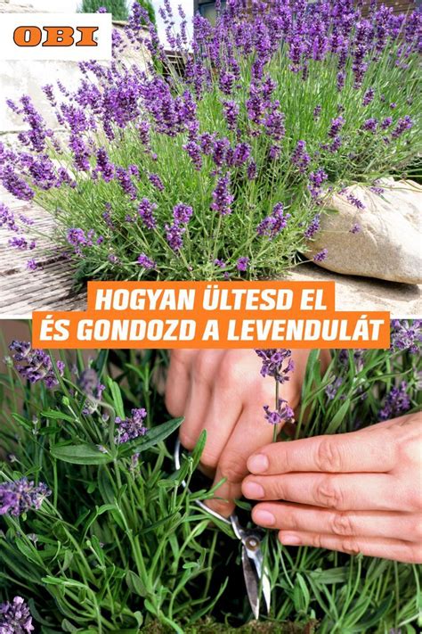 Schéma správneho a nesprávneho rezu levandule