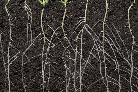 Tematická fotografia kvapkovej závlahy v záhrade, sústredenej na korene rastlín