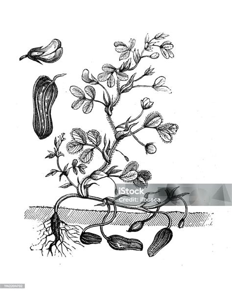 ilustrácia podzemnice olejnej s plodmi a koreňovým systémom