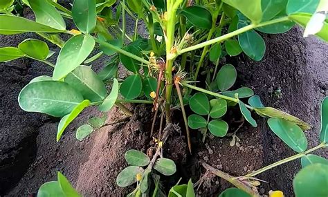 zber arašidov z pôdy s koreňmi