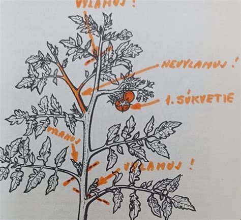 Detail odstraňovania zálistkov na paradajke