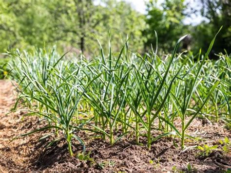Ilustračná fotografia rôznych odrôd cesnaku