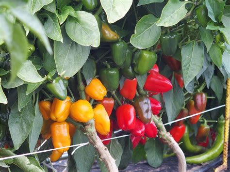 Detail sadeníc papriky pripravených na pikírovanie