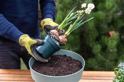 Ukážka vhodného kvetináča s drenážnou vrstvou a substrátom