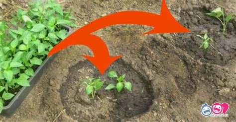 Schéma znázorňujúca výsadbu dvoch sadeníc papriky vedľa seba do jednej jamky/kvetináča