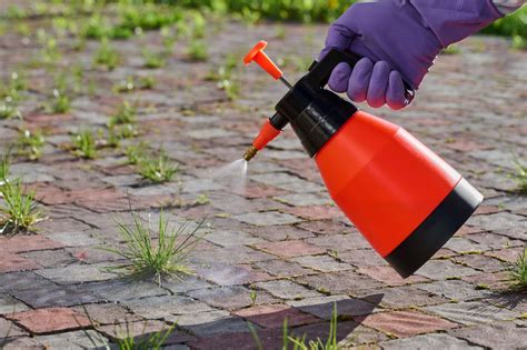 Človek ručne odstraňujúci burinu zo škár dlažby