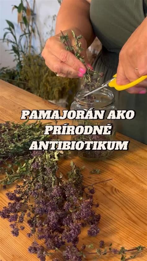 Zber vňate pamajoránu