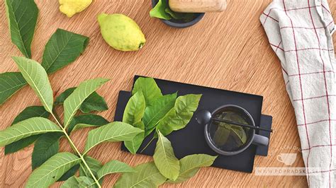 Ilustrácia prípravy čaju z listov badanu, s detailom na sušené listy a šálku čaju