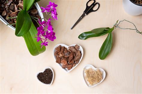 Schéma znázorňujúca správny postup presádzania orchidey, vrátane odstránenia starého substrátu a odumretých koreňov