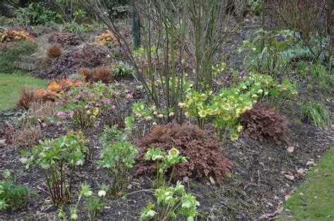 Schéma ideálneho stanovišťa čemerice v záhrade (polotieň, pod listnatými stromami)