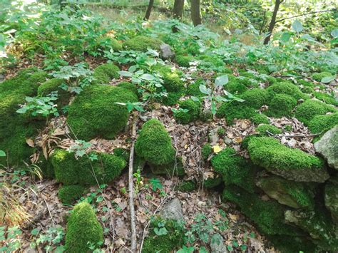 Fotografia machového koberca na kameni v lese