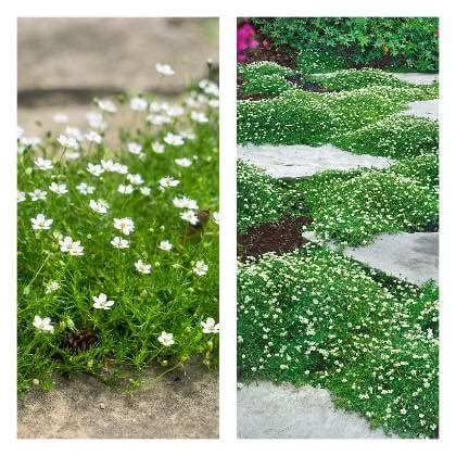 Fotografia machovičky šidlovitej (írskeho machu) v záhrade