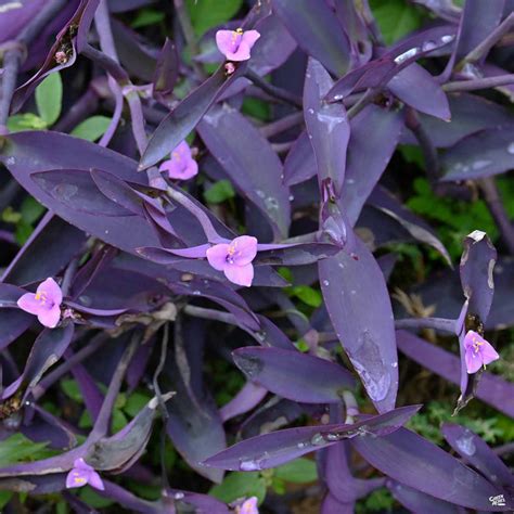 fotografia Tradescantia Pallida s výraznými fialovými listami