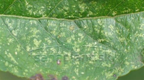 Ilustrácia roztočca chmeľového a jeho typického poškodenia na listoch rastlín.