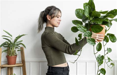 Tematické foto: človek polievajúci rastliny v domácnosti