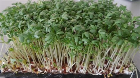 Ilustračné foto mladej rastlinky žeruchy siatej